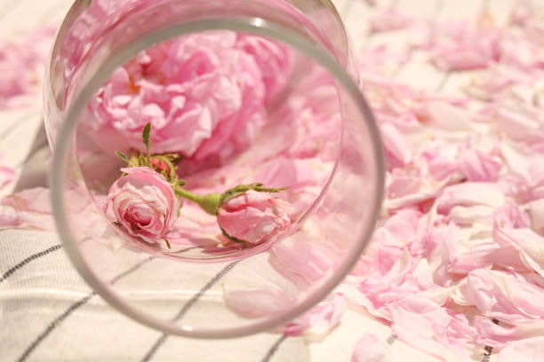 تصویر 4 از گلاب ربیع خوش‌ عطر رنگ روشن کیفیت بالا